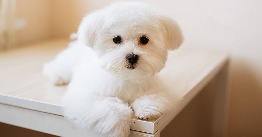 štene maltezera ne jede