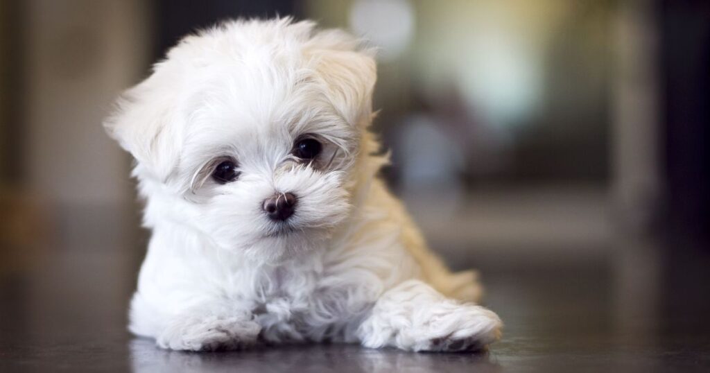 Koliko dugo žive maltezeri