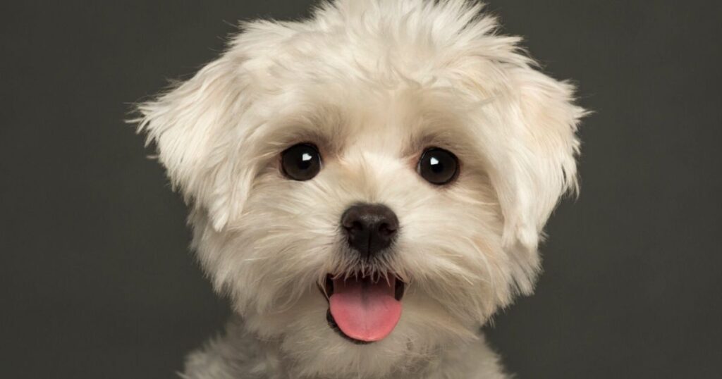 maltezer ima proliv, Zašto moj maltezer ima dijareju