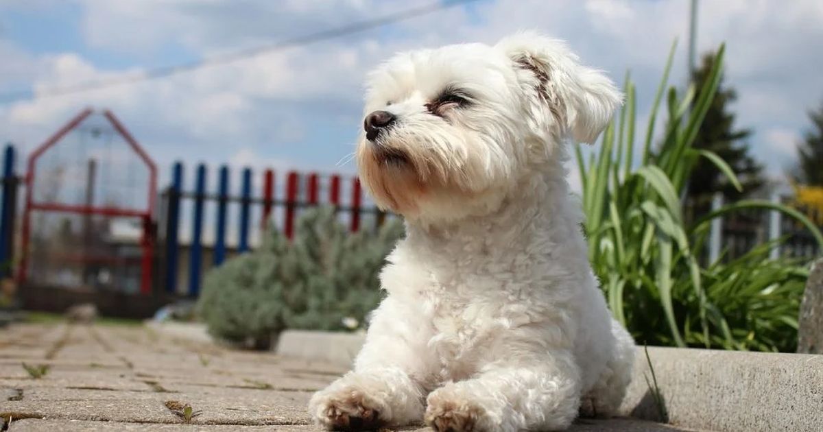 Da li su maltezeri dobri porodični ljubimci?