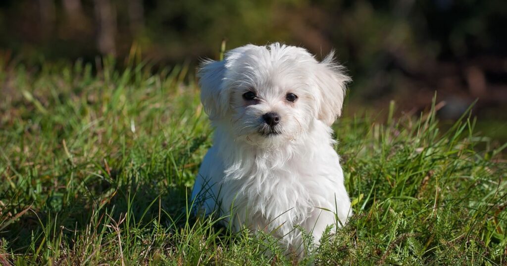 Zašto maltezer jede travu