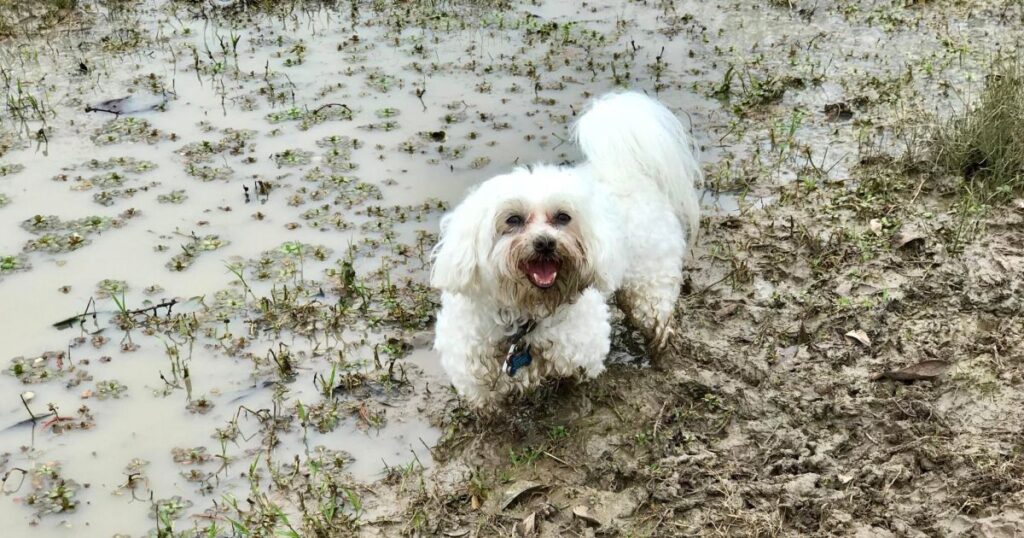 Zašto maltezeri kopaju