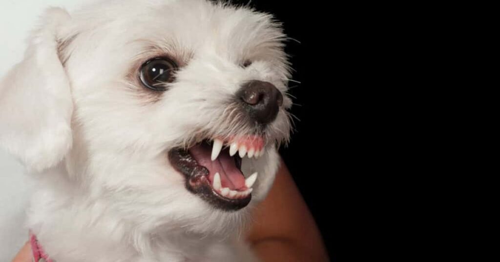 zašto je maltezer agresivan