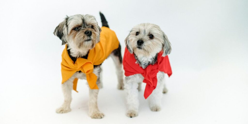 Da li su maltezeri dobri sa drugim psima