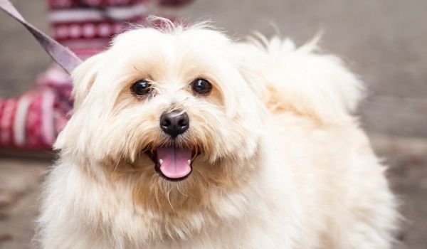 Kako da znate da li je maltezer u formi ili ima višak kilograma