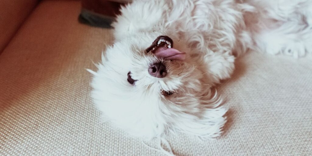 da li je vreme za šišanje maltezera