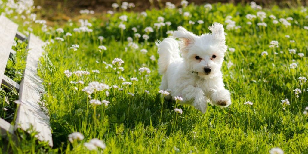 Kako da zaštitite maltezera od buva i krpelja