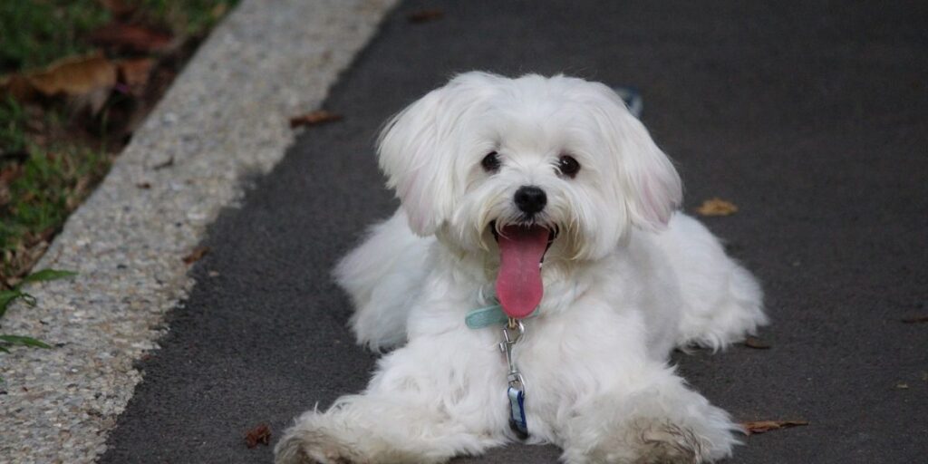 Navikavanje maltezera na putovanje u automobilu