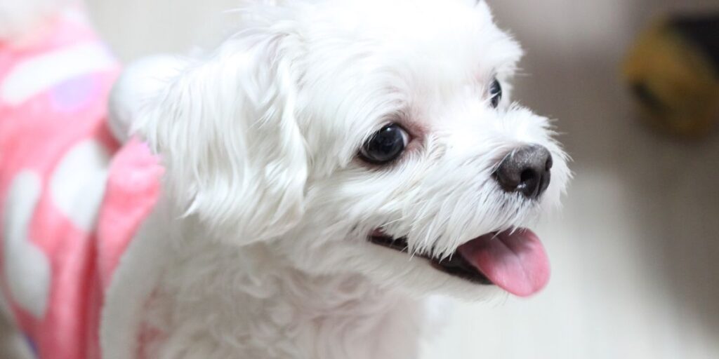 Kako da okupate maltezera bez korišćenja vode?