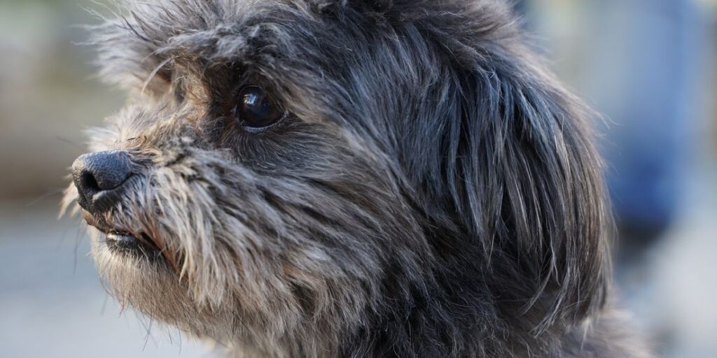 Kako upravljati simptomima artritisa kod maltezera