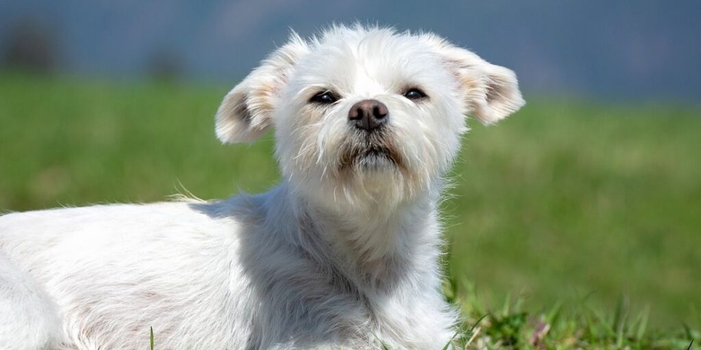 Razumevanje, prevencija i lečenje anksioznosti kod maltezera