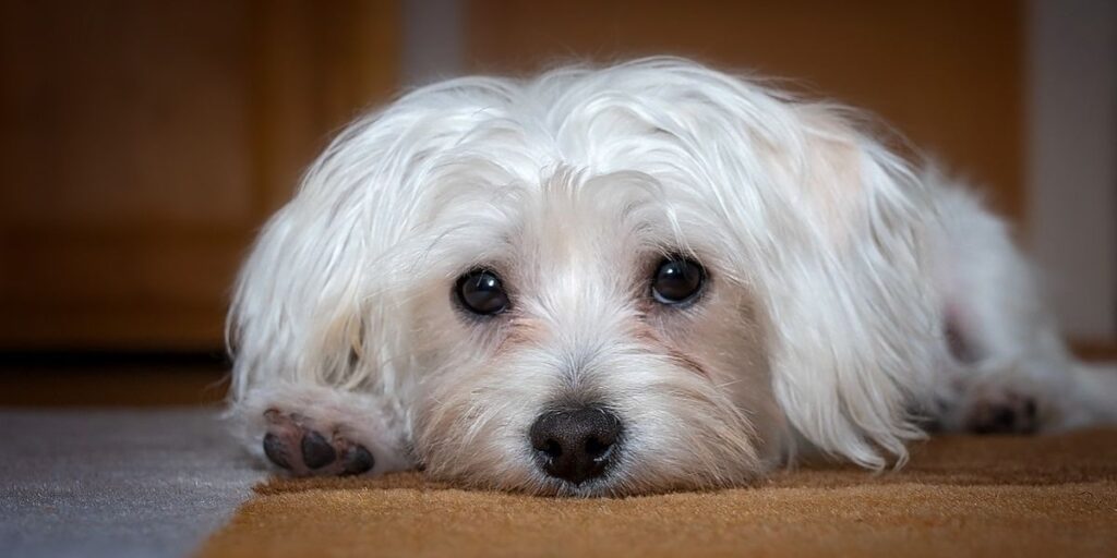 Unutrašnji paraziti kod maltezera sve što treba da znate