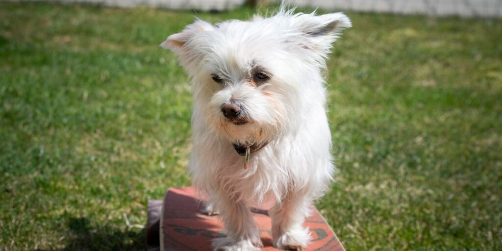 7 saveta za zaštitu maltezera od vrućine tokom leta