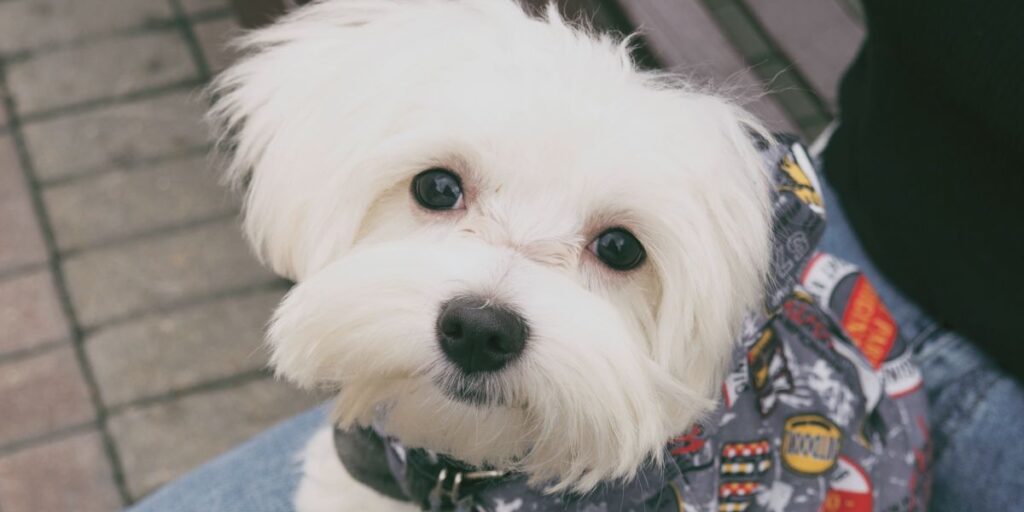 Dijabetes kod maltezera