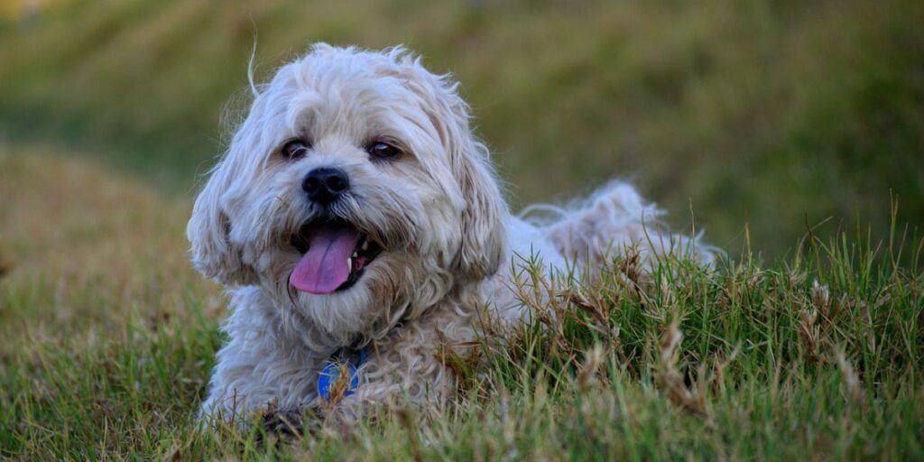 Koje su kućne biljke bezbedne za maltezere?