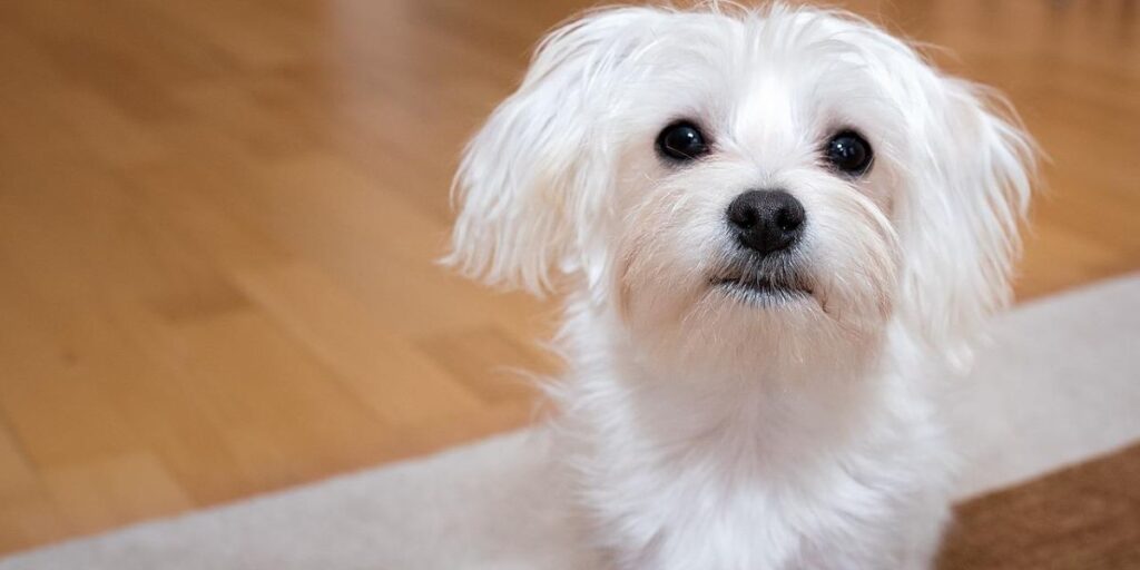 Separaciona anksioznost kod maltezera