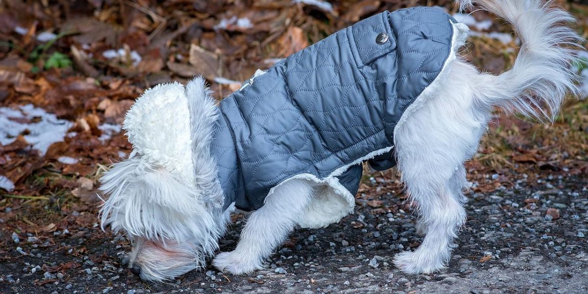 Toksična i opasna hrana koju vaš maltezer nikada ne bi trebalo da jede