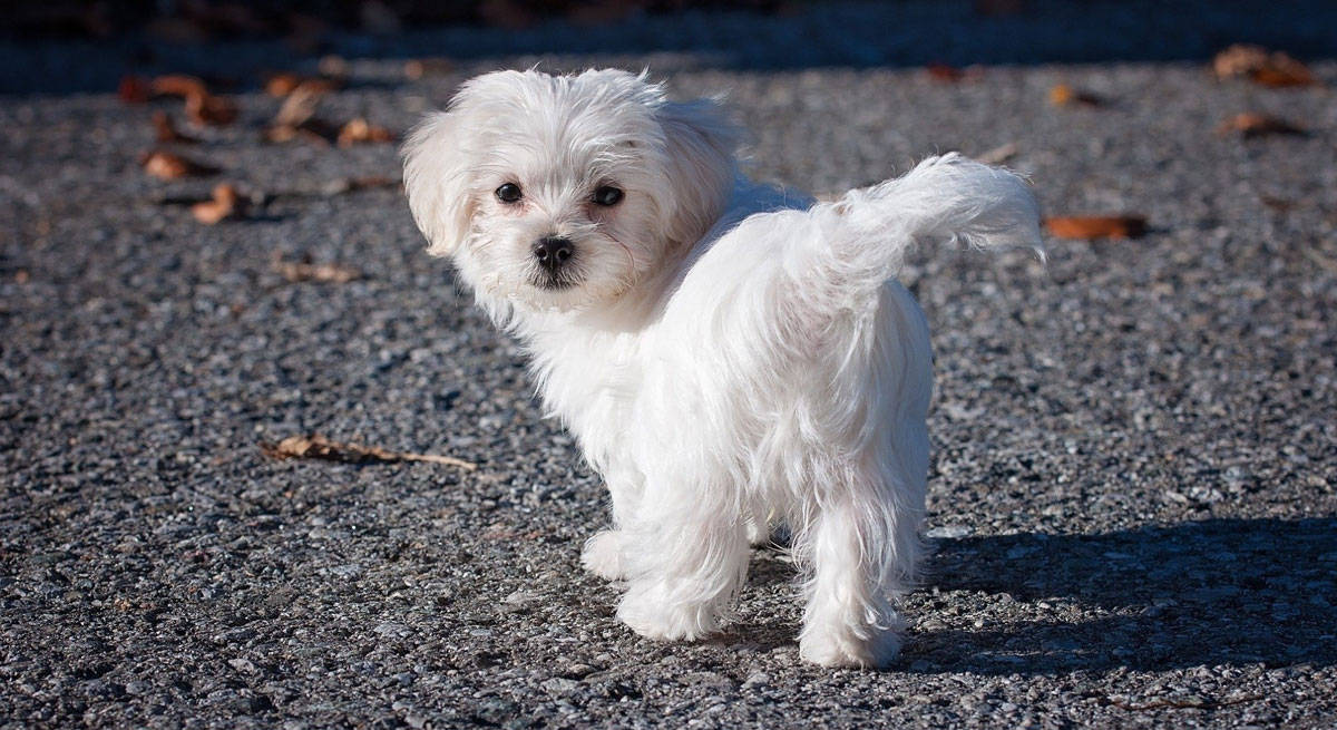 mini maltezer